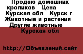  Продаю домашних кроликов › Цена ­ 700 - Курская обл., Курск г. Животные и растения » Другие животные   . Курская обл.